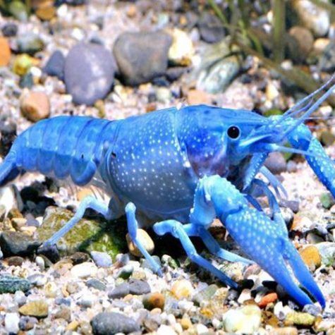 Blue Lobstar