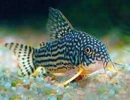 Corydora Catfish Starbi