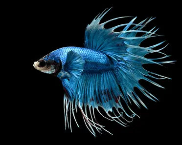 Blue Crowntail male