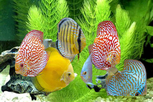 DISCUS FISH ( Size : Big - 3" - 2" ) Pre-order based.