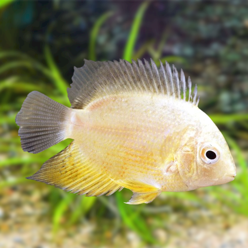 Gold Severum Fish ( Size : 1.5"-2" ) Pre-Order Based.