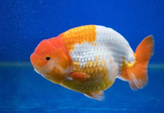 Ranchu Goldfish 4.5''
