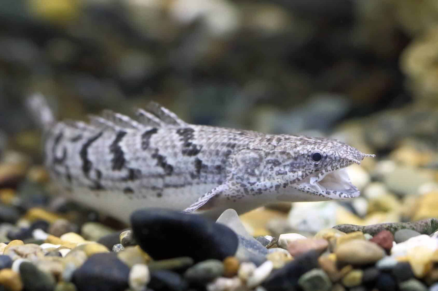 Bichir Fish 4"-5"