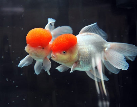Red Cap Oranda Goldfish 4''