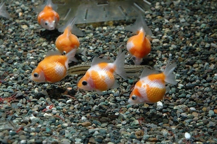 Pearlscale Goldfish 2''