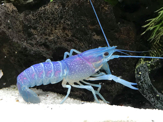 Lobster Blue - M (Pre-Order)
