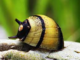 Bumblebee Horn Snail