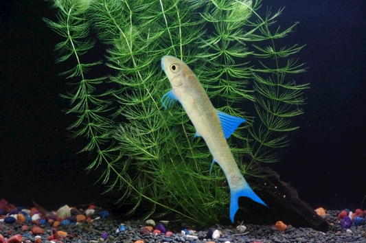 Doctor fish ( Size: 2.2 cm ) Pre-order based