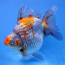 Ryukin Goldfish 4''