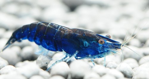 Dreem Blue Shrimps