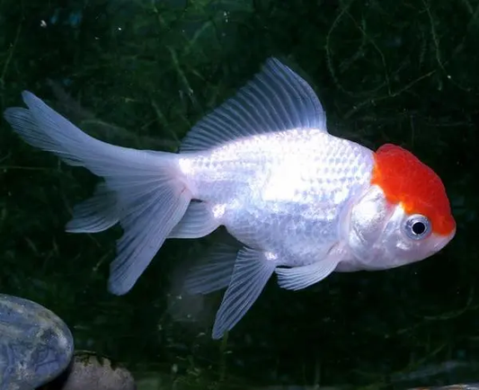 Red Cap Goldfish 2''