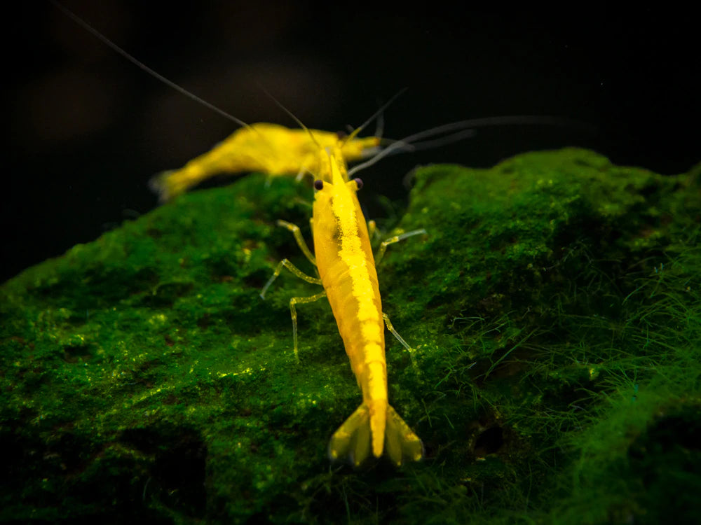 Goldline Yellow Shrimp