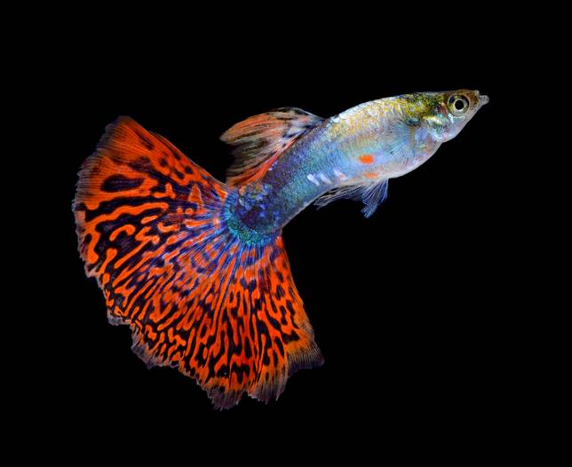 Chili Mosaic Guppy