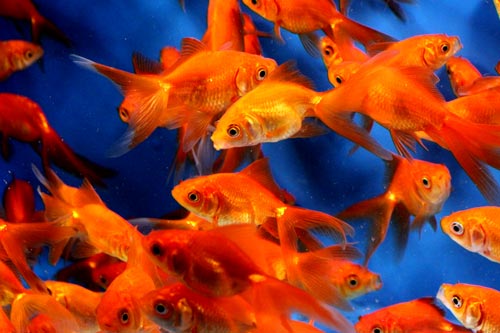 Fantail Goldfish 2.5''