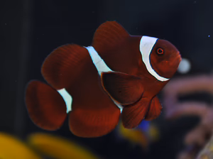 Maroon Clown Fish 3'' Plus