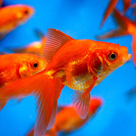 Fantail Goldfish 3.5''